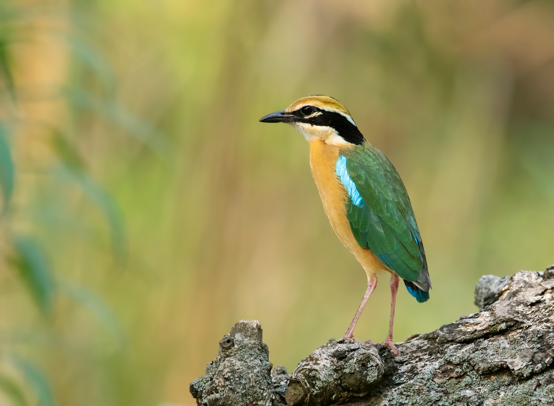 Indian pitta By tahir